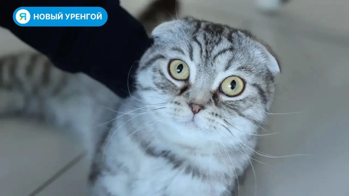 «ГороДог» отметил своё четырёхлетие! «ГороДог» отметил своё четырёхлетие!