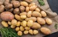 «Картофельный съезд» пройдет в столице Ямала
