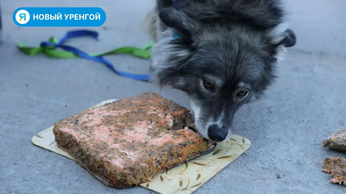 «ГороДог» отметил своё четырёхлетие! «ГороДог» отметил своё четырёхлетие!