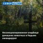 В Надыме ликвидируют несанкционированное кладбище домашних животных