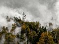 Огненная сводка: на Ямале до 37 выросло число лесных пожаров