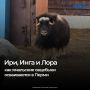 Ямальские овцебыки Ири, Инга и Лора переехали в Пермский зоопарк в декабре 2025 года
