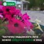 Цветы с улиц Надыма могут переехать к вам домой