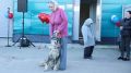 Четыре года помощи бездомным хвостикам