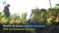 Спасатели продолжают борьбу с огнём в лесах