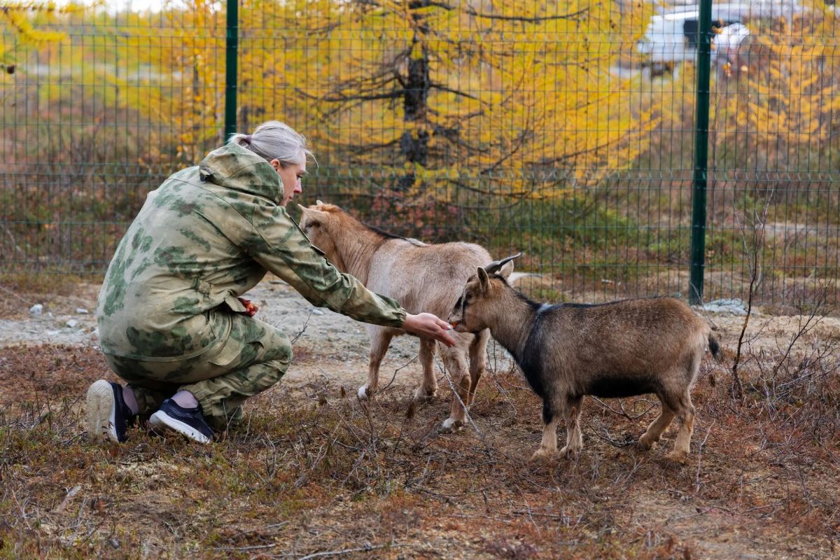 Настоящая дикая тундра в Салехарде Настоящая дикая тундра в Салехарде