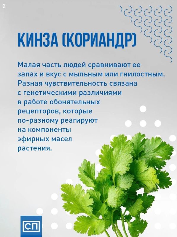 О вкусах не спорят: почему люди по-разному воспринимают запах одних и тех же продуктов? Все дело не во вкусе, а в нашем мозге, генах и даже воспоминаниях О вкусах не спорят: почему люди по-разному воспринимают запах одних и тех же продуктов? Все дело не во вкусе, а в нашем мозге, генах и даже воспоминаниях