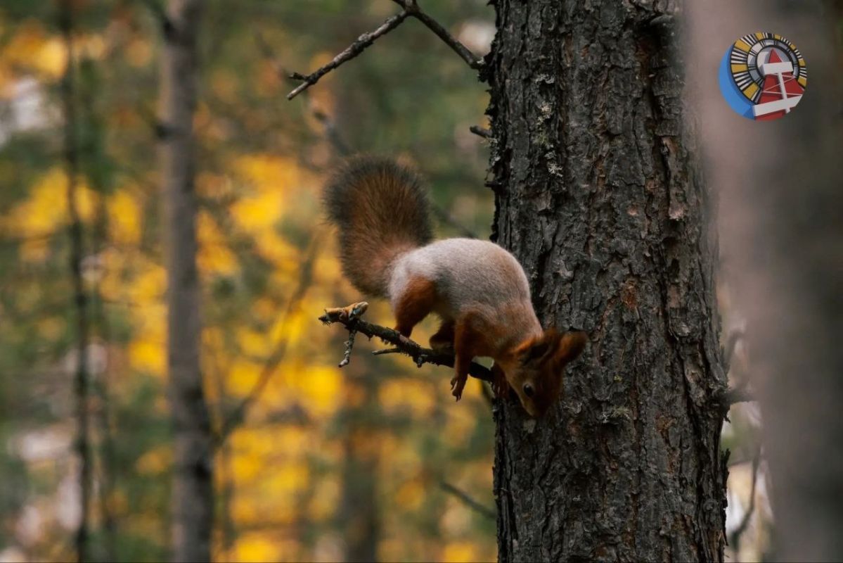 Фотосессия... Как думаете, сколько пушистых красавиц в ней приняли участие? #БелкиНоябрьска Фотосессия... Как думаете, сколько пушистых красавиц в ней приняли участие? #БелкиНоябрьска