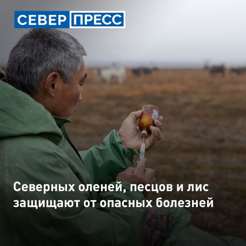 На Ямале ветеринары досрочно завершили кампанию по вакцинации северных оленей