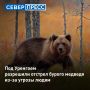 В Пуровском районе разрешили отстрел одного бурого медведя