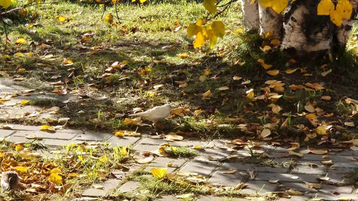 В Салехарде снова заметили редкого белого воробья В Салехарде снова заметили редкого белого воробья