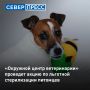 «Окружной центр ветеринарии» проведет с 5 по 16 октября акцию по льготной стерилизации собак и кошек