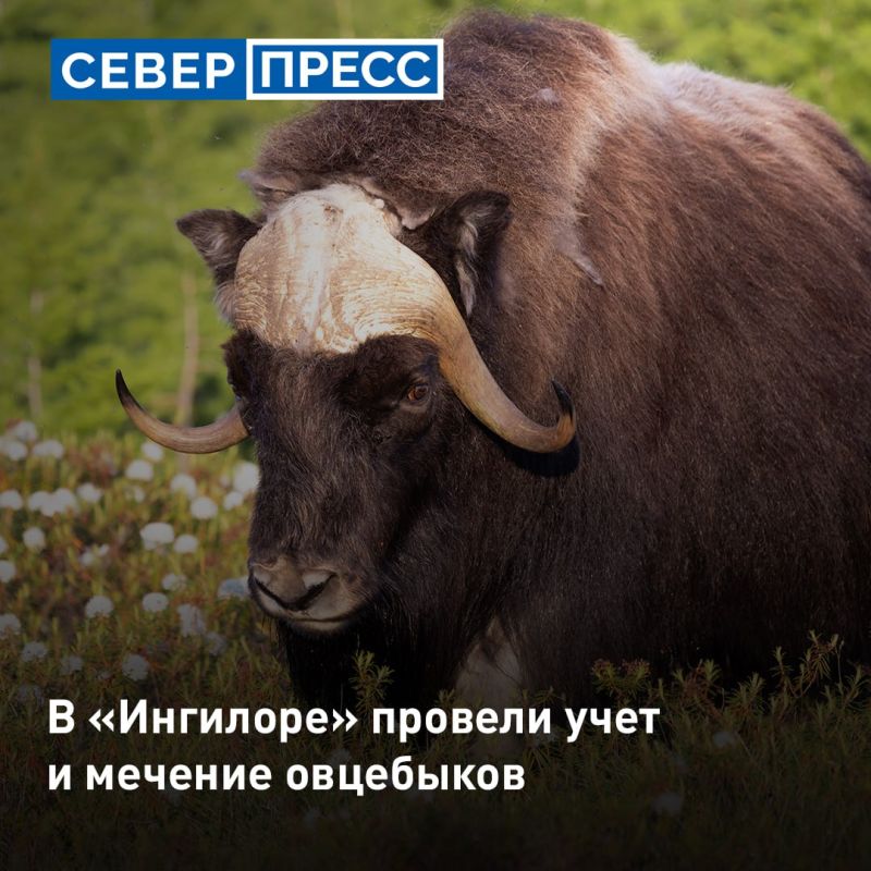 Генетический анализ и мониторинг экосистемы: за популяцией овцебыков на Ямале пристально следят