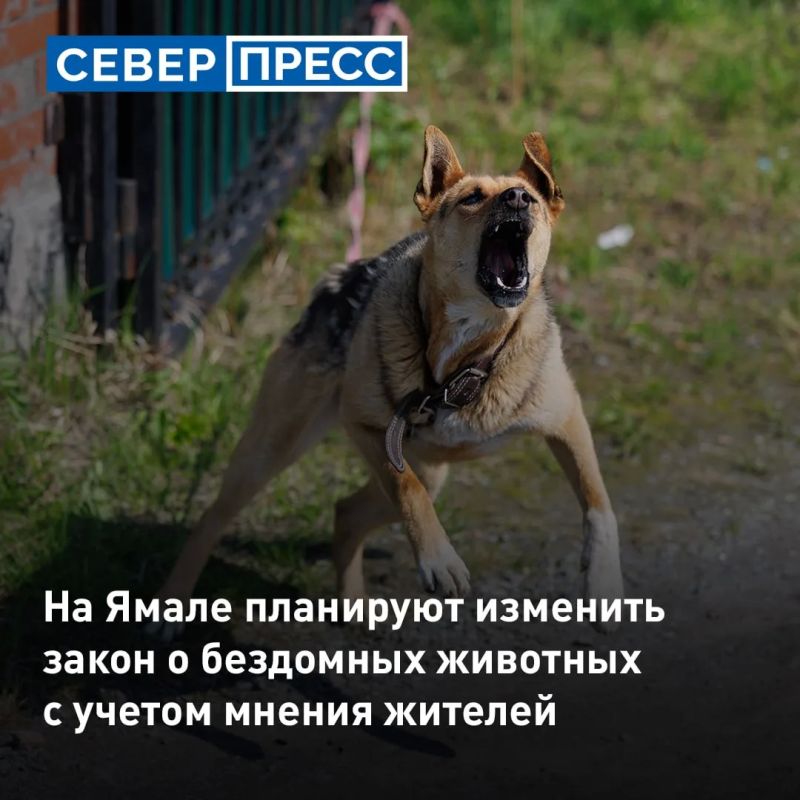 В ЯНАО планируют обновить закон о бездомных животных