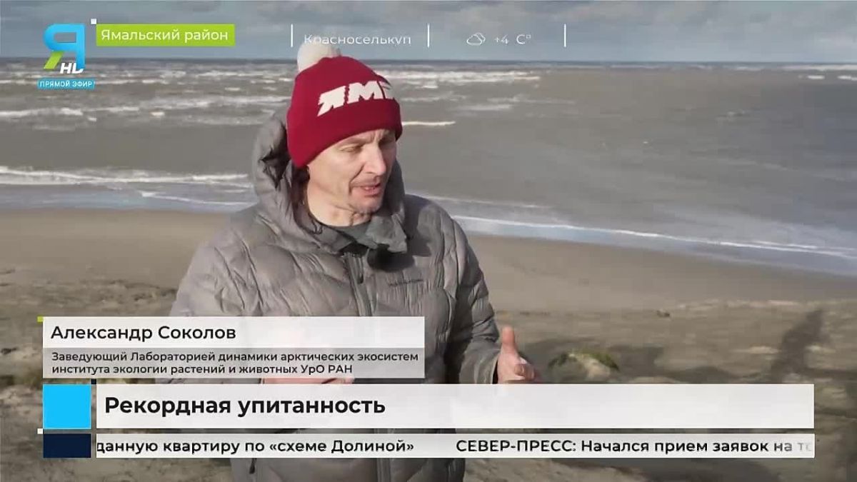 Моржи на Ямале поставили рекорд по упитанности