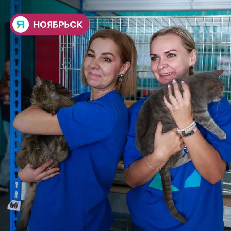 Пять котов и щенок из ноябрьского приюта обрели дом Пять котов и щенок из ноябрьского приюта обрели дом