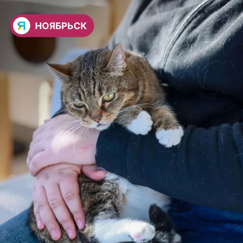 Пять котов и щенок из ноябрьского приюта обрели дом Пять котов и щенок из ноябрьского приюта обрели дом