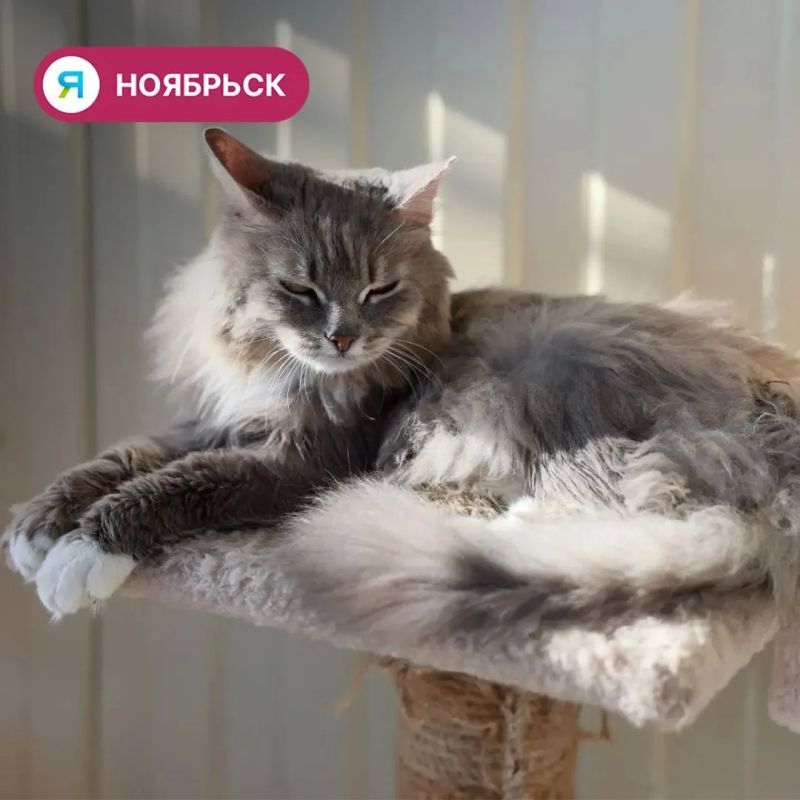 Пять котов и щенок из ноябрьского приюта обрели дом Пять котов и щенок из ноябрьского приюта обрели дом