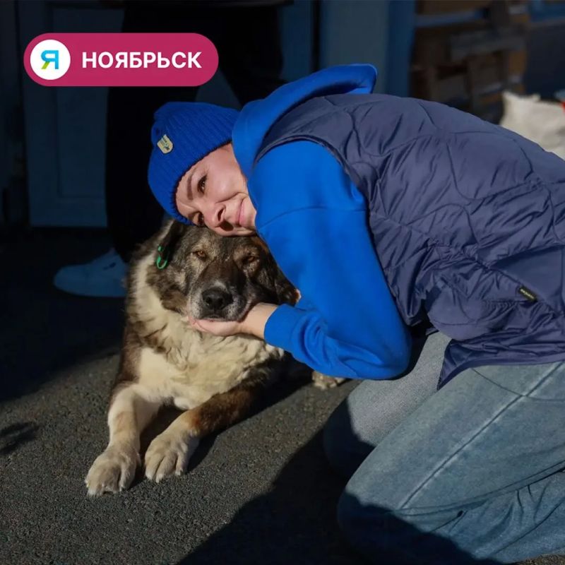 Пять котов и щенок из ноябрьского приюта обрели дом Пять котов и щенок из ноябрьского приюта обрели дом