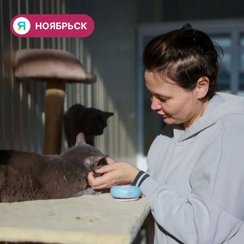 Пять котов и щенок из ноябрьского приюта обрели дом Пять котов и щенок из ноябрьского приюта обрели дом