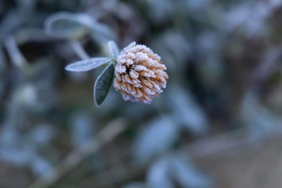 Мороз умеет быть красивым. Первые заморозки пришли тихо Мороз умеет быть красивым. Первые заморозки пришли тихо