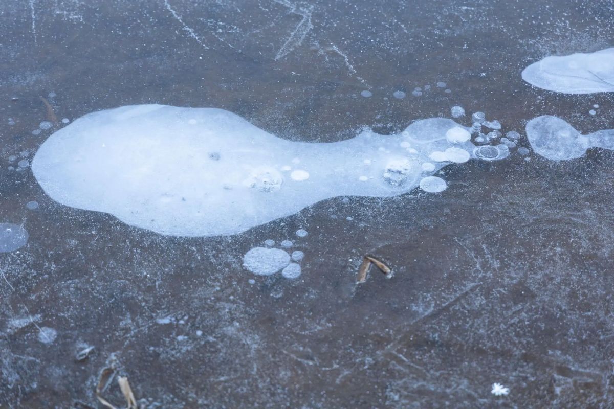 Мороз умеет быть красивым. Первые заморозки пришли тихо Мороз умеет быть красивым. Первые заморозки пришли тихо