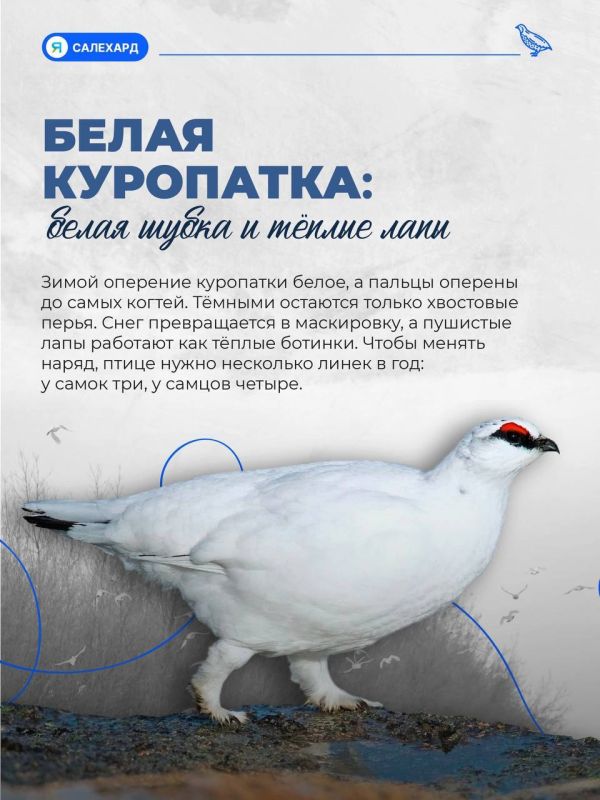 Кто готов к ямальской зиме лучше всех? Кто готов к ямальской зиме лучше всех?