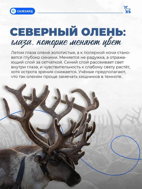 Кто готов к ямальской зиме лучше всех?