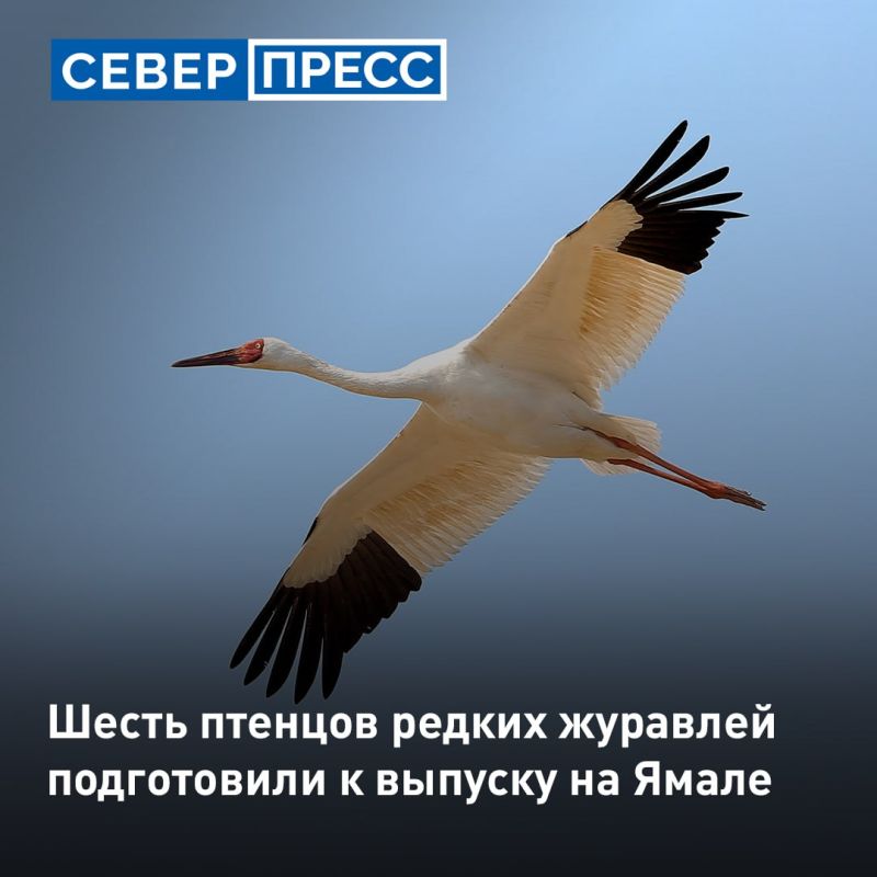 Шесть птенцов стерхов планируют выпустить на Ямале в начале следующего лета