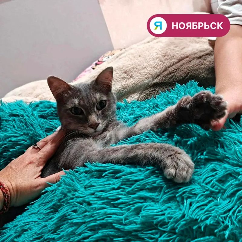 26 животных из приюта в Ноябрьске обрели новый дом 26 животных из приюта в Ноябрьске обрели новый дом