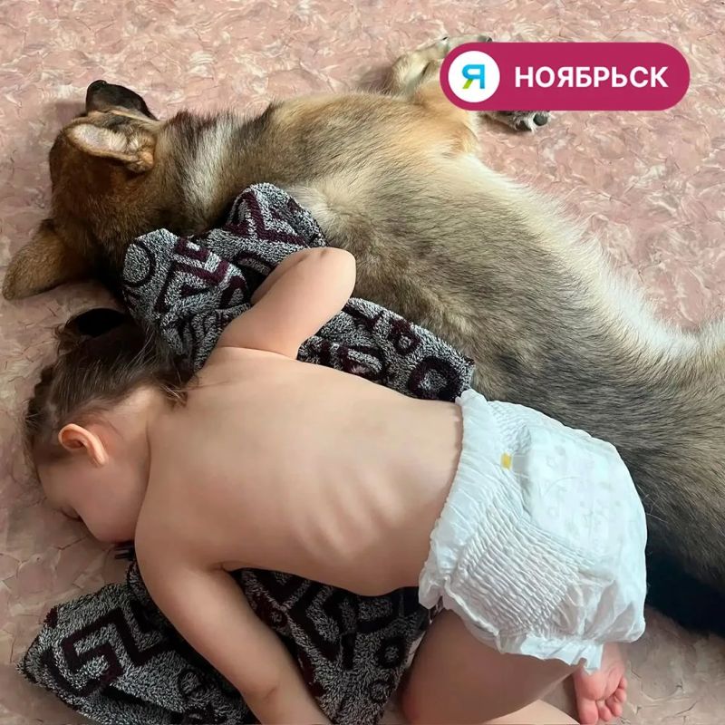26 животных из приюта в Ноябрьске обрели новый дом 26 животных из приюта в Ноябрьске обрели новый дом