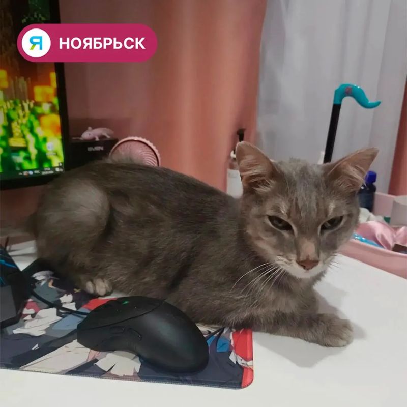 26 животных из приюта в Ноябрьске обрели новый дом 26 животных из приюта в Ноябрьске обрели новый дом
