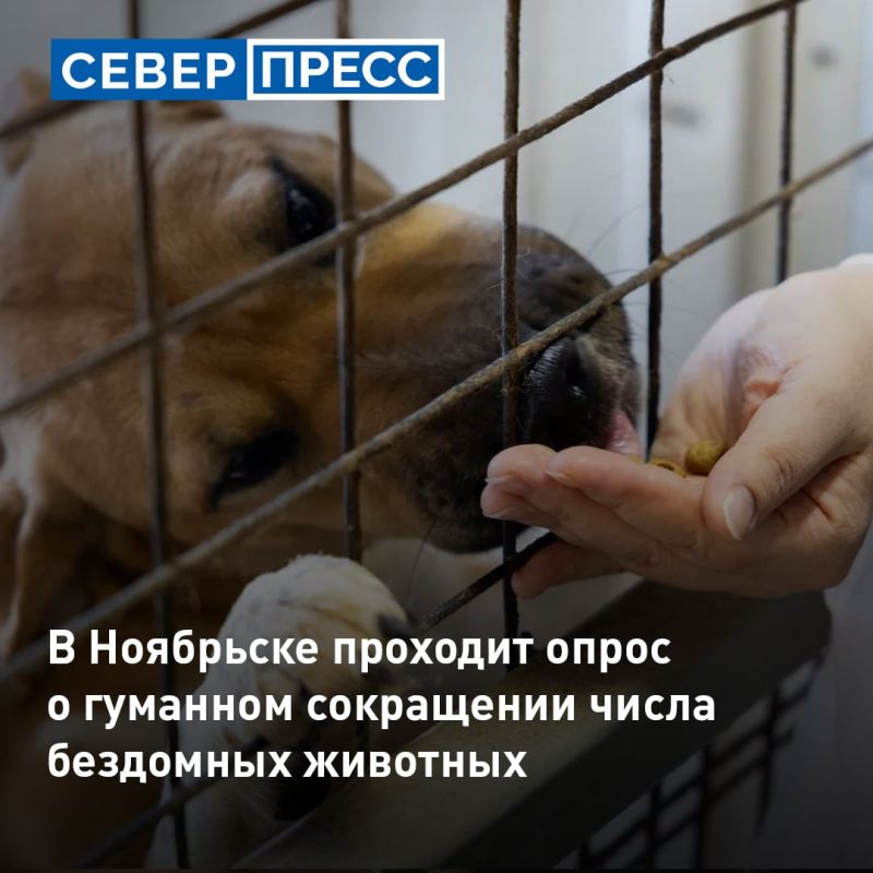 В Ноябрьске проходит опрос о гуманном сокращении численности бездомных животных