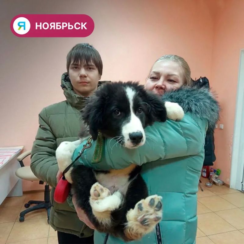 26 животных из приюта в Ноябрьске обрели новый дом 26 животных из приюта в Ноябрьске обрели новый дом