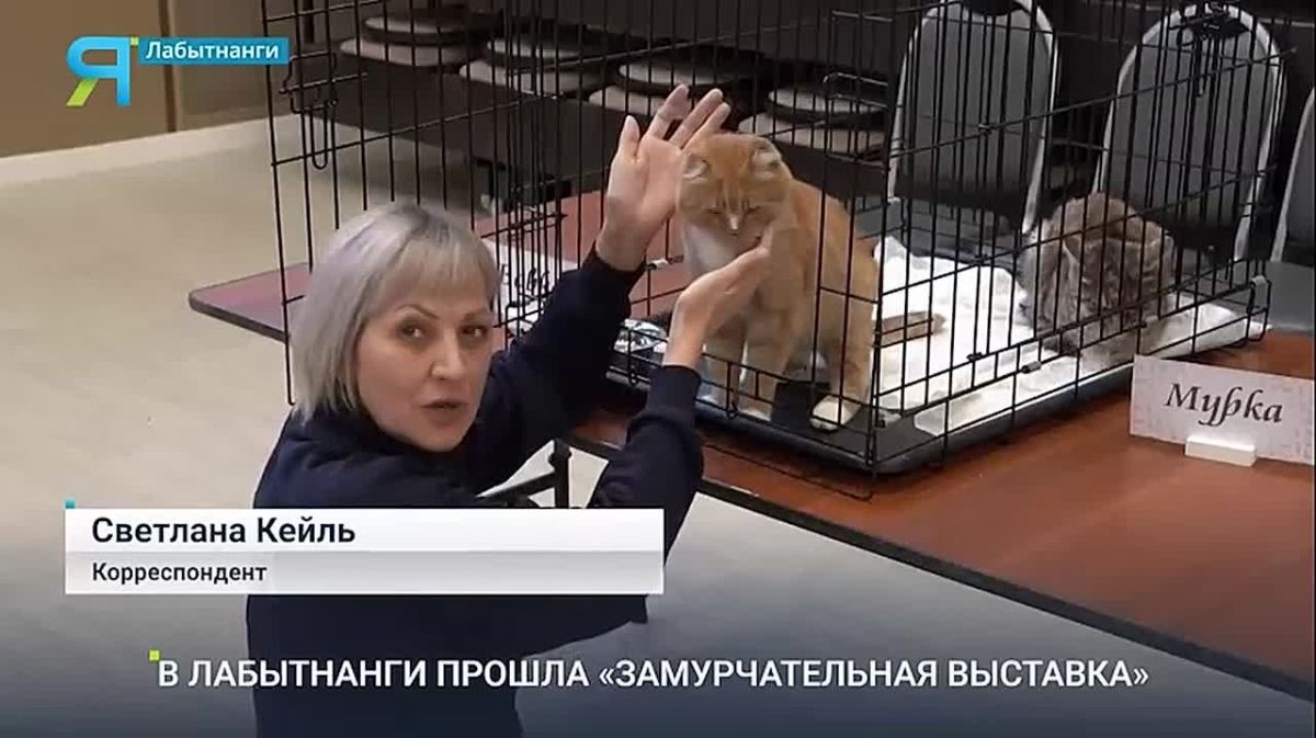 «Замурчательная» акция помогла найти пушистым новый дом
