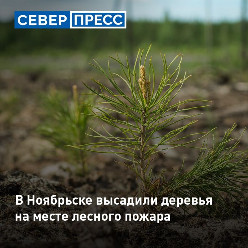 В Ноябрьске на территории за микрорайоном Вынгапуровский высадили более 110 саженцев хвойных деревьев