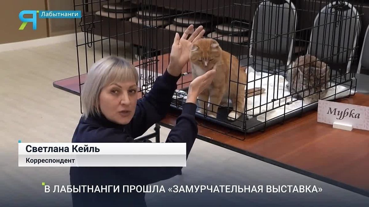Пушистая выставка с большим сердцем