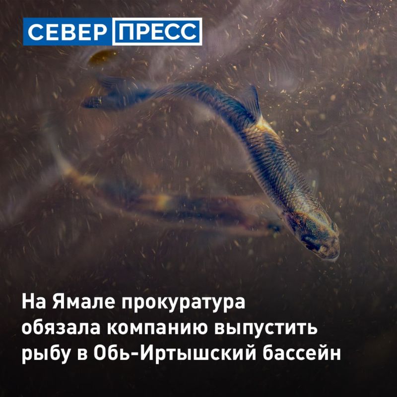 Деятельность организации «Везерфорд» на Ямале негативно повлияла на водные биоресурсы и среду их обитания