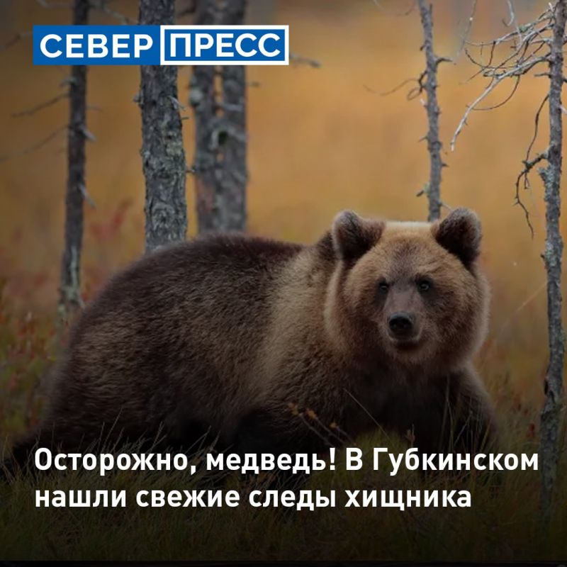 В Губкинском в микрорайоне Северной экспедиции обнаружены свежие следы медведя