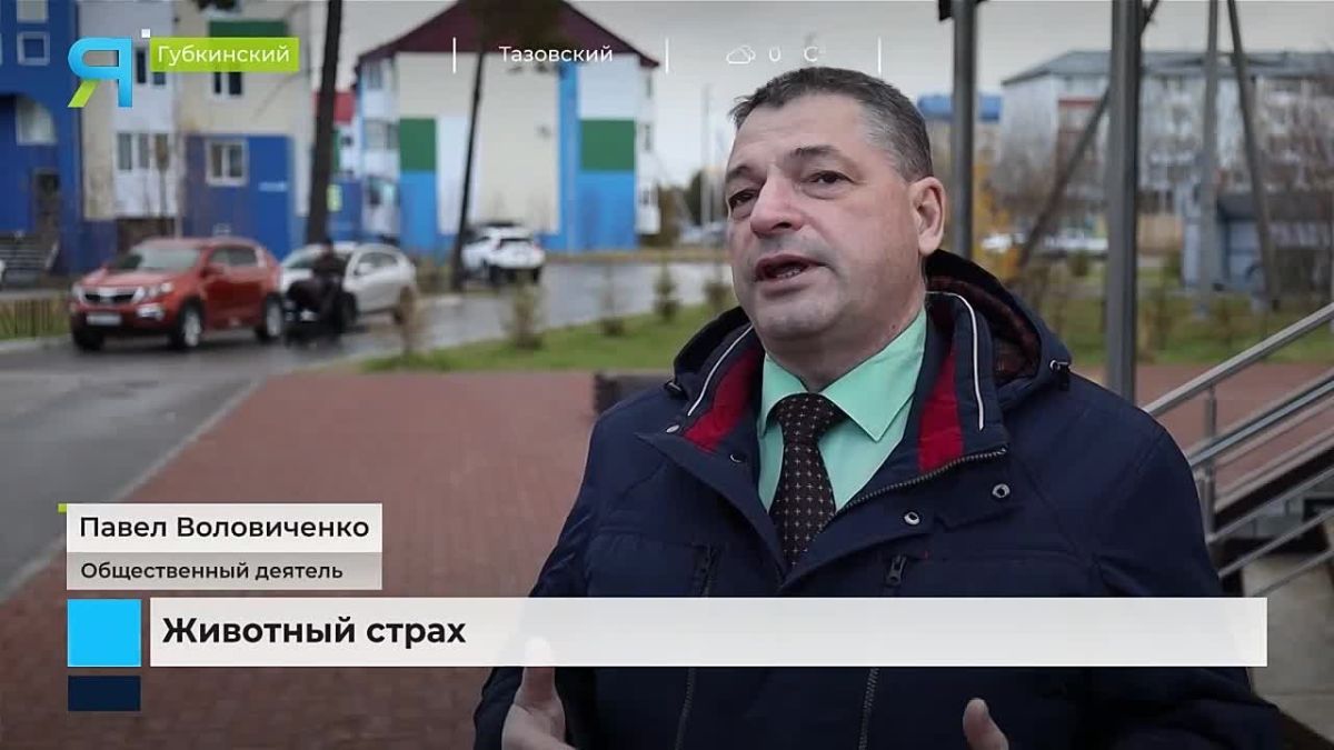 Собаки кусают людей. На Ямале обсуждают режим экстраординарной ситуации для агрессивных собак