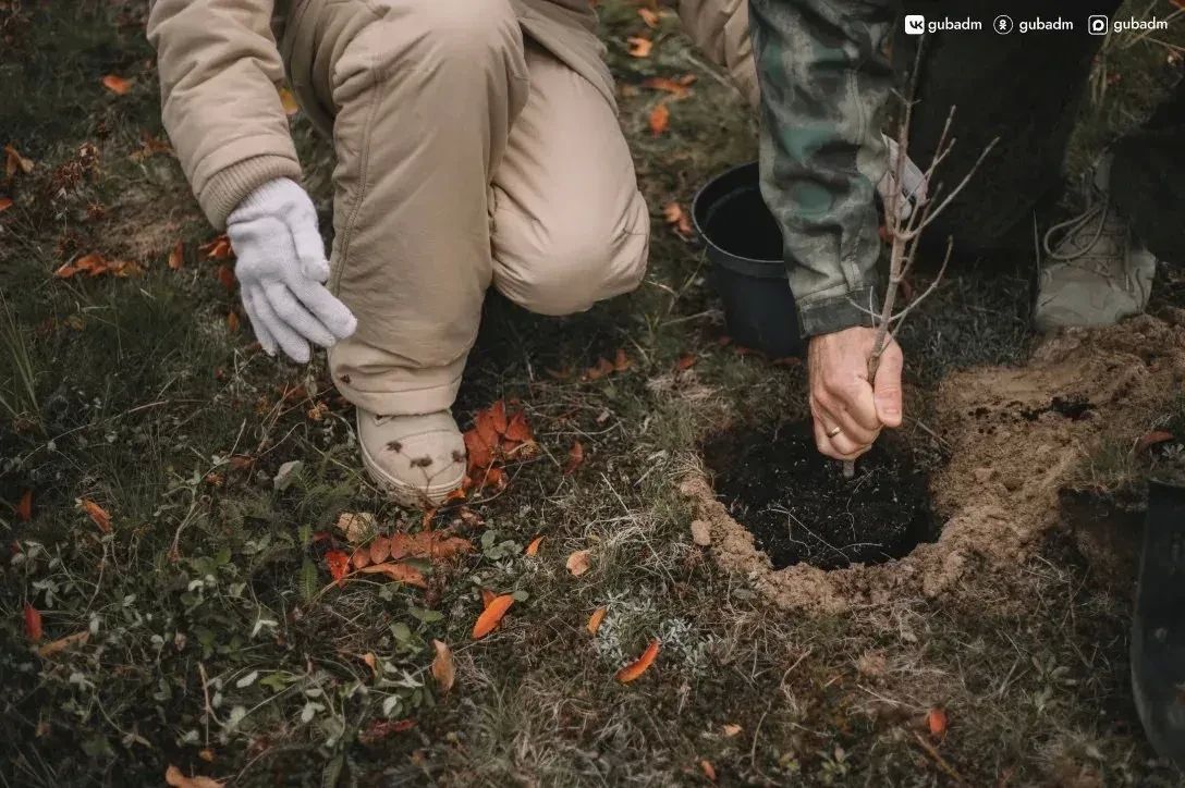 В Губкинском высадят около тысячи деревьев и кустарников В Губкинском высадят около тысячи деревьев и кустарников