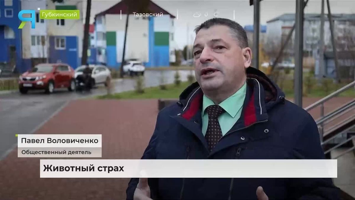 Безопасность людей и гуманность: на Ямале ищут решение проблемы бездомных собак