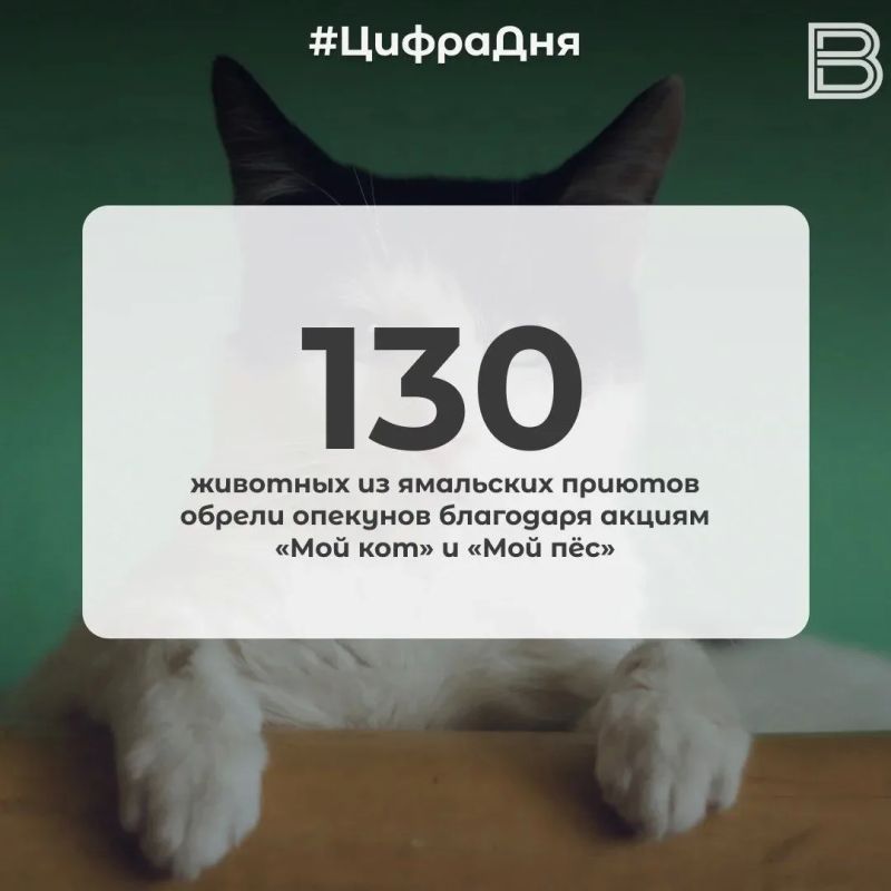 130 животных из ямальских приютов обрели опекунов благодаря акциям «Мой кот» и «Мой пёс»