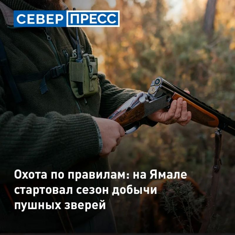 На Ямале открыли сезон охоты на несколько видов пушных зверей: росомаху, горностая, ласку, норку, белку, куницу и соболя