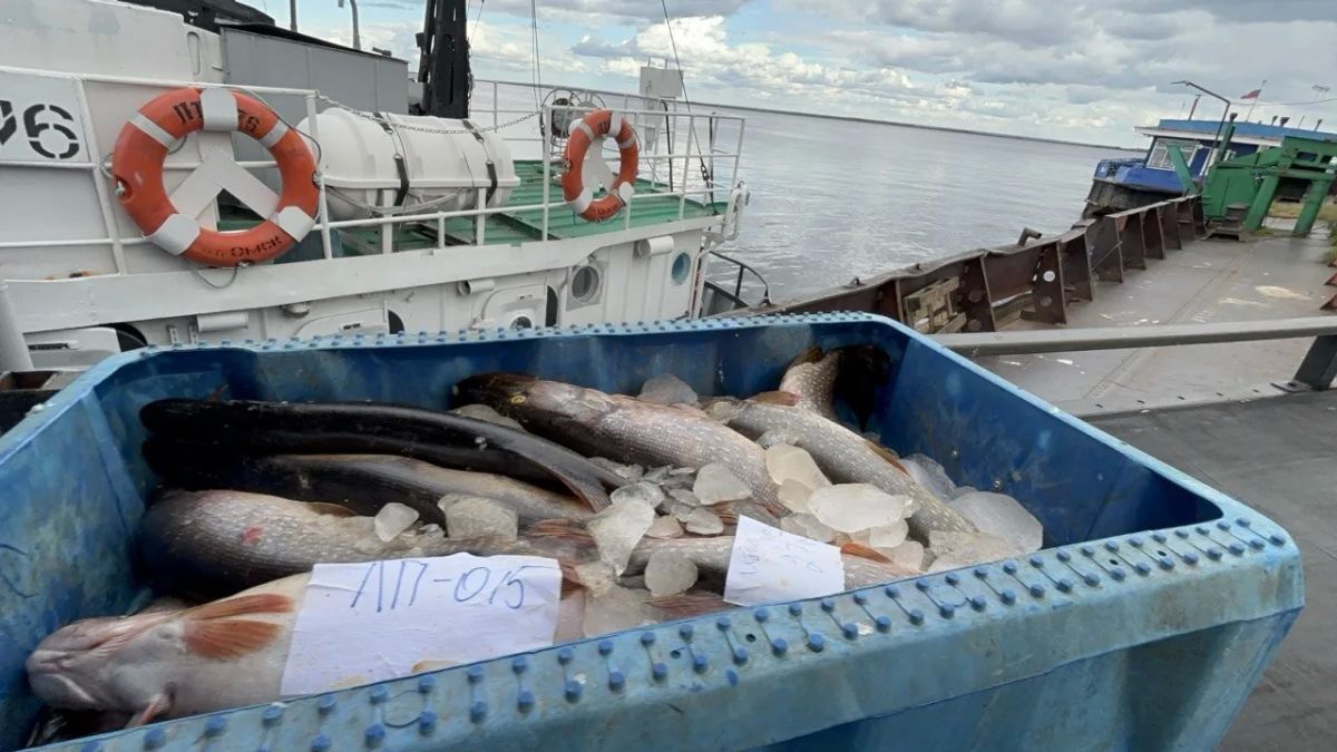 Системообразующие рыбодобывающие предприятия Ямала нарастили добычу на четверть Системообразующие рыбодобывающие предприятия Ямала нарастили добычу на четверть