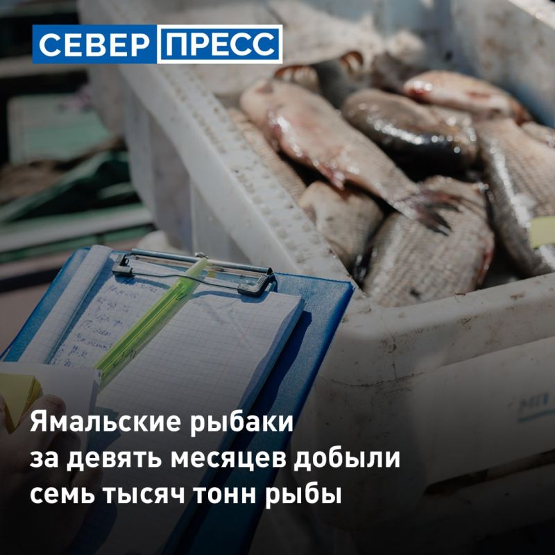 Рыбодобывающие предприятия Ямала сохранили стабильные темпы вылова