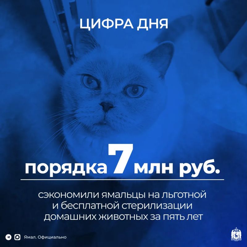 На Ямале действует программа бесплатной стерилизации питомцев для льготных категорий, а госветклиники проводят сезонные акции со сниженной стоимостью услуг для всех
