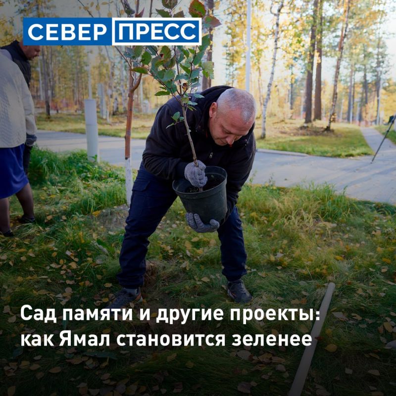 На Ямале высадили более 25 тысячи деревьев и кустарников в этом году