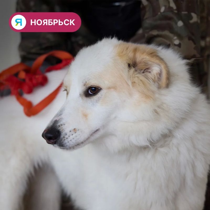 Собаки Лёнька и Мышка из ноябрьского приюта ищут дом Собаки Лёнька и Мышка из ноябрьского приюта ищут дом