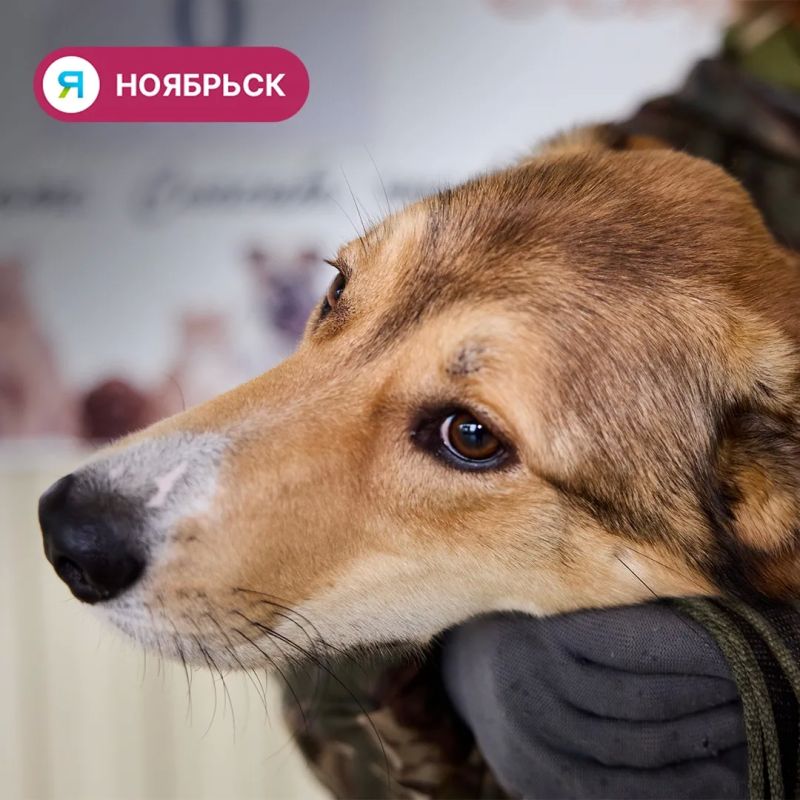 Собаки Лёнька и Мышка из ноябрьского приюта ищут дом Собаки Лёнька и Мышка из ноябрьского приюта ищут дом